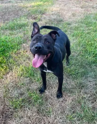 Adoptable Dog
