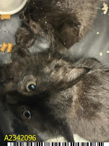 Nyx