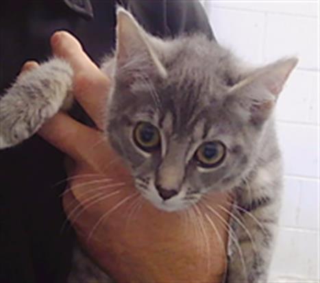 Adoptable Cat