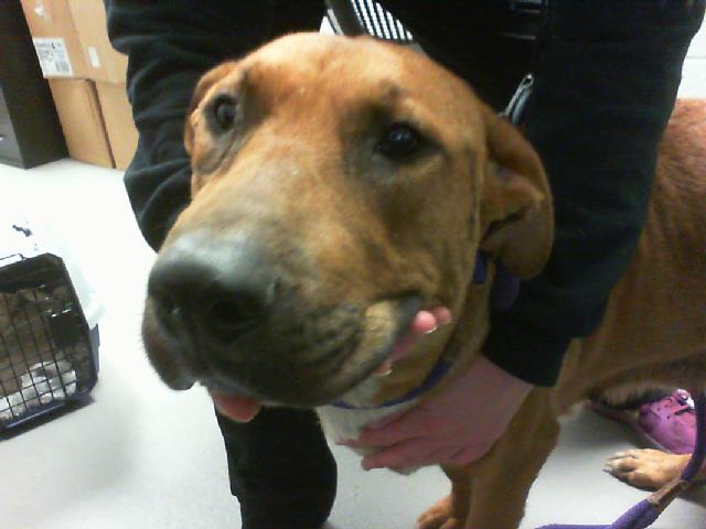 Adoptable Dog
