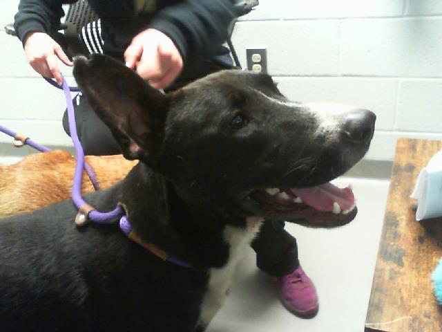 Adoptable Dog