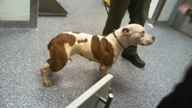 Adoptable Dog