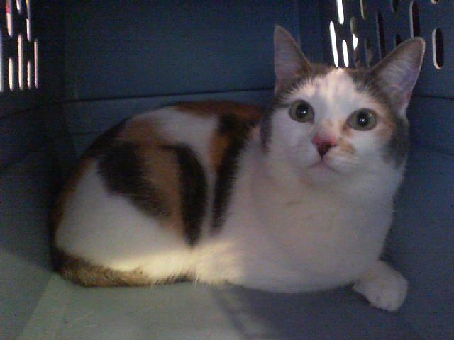 Adoptable Cat
