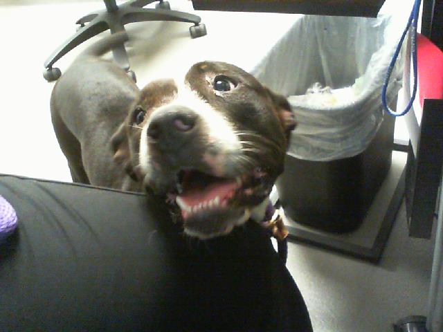 Adoptable Dog