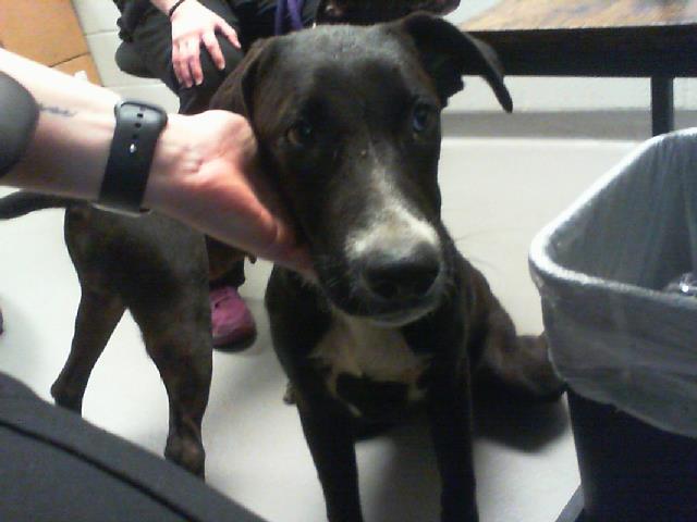 Adoptable Dog