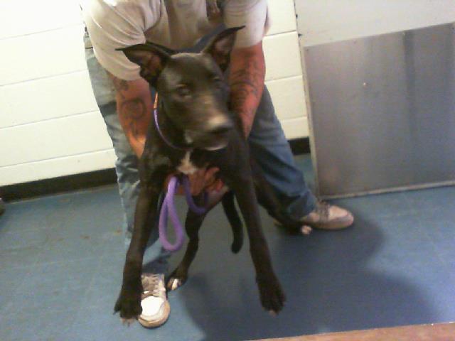 Adoptable Dog
