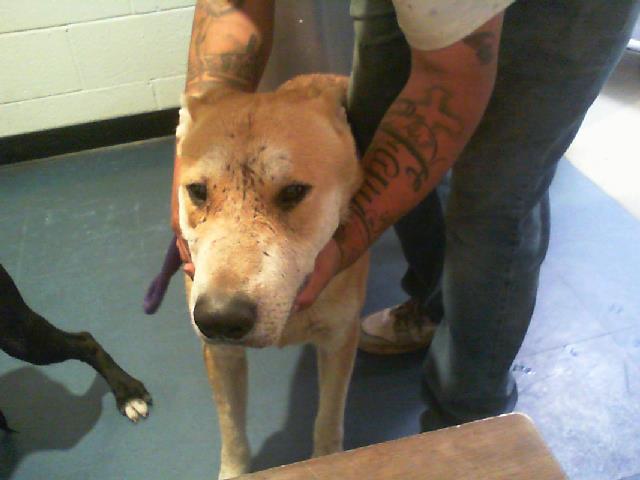 Adoptable Dog