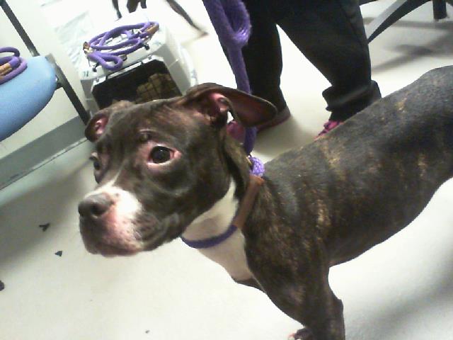 Adoptable Dog