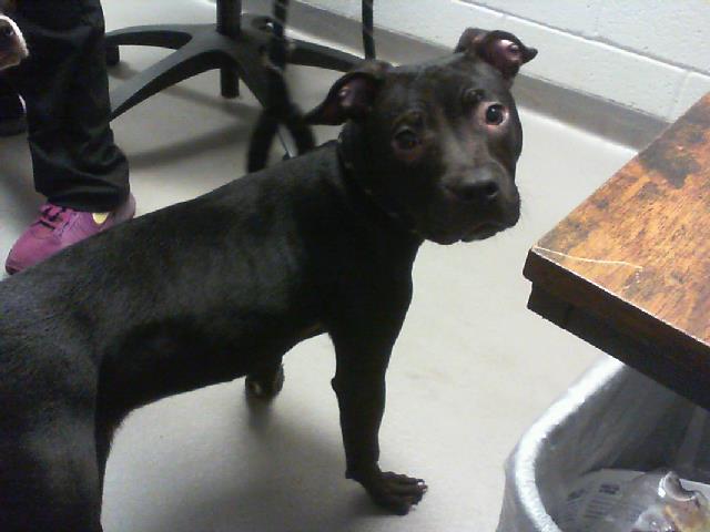 Adoptable Dog