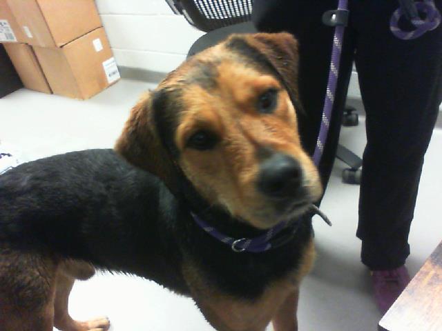 Adoptable Dog