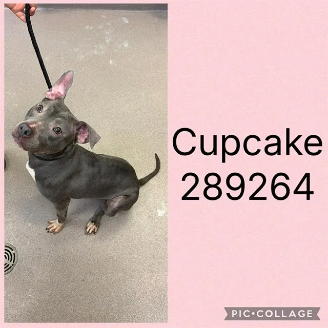 Cupcake