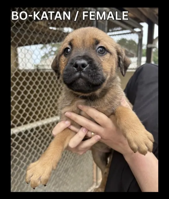 Bo-Katan