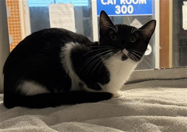 Adoptable Cat