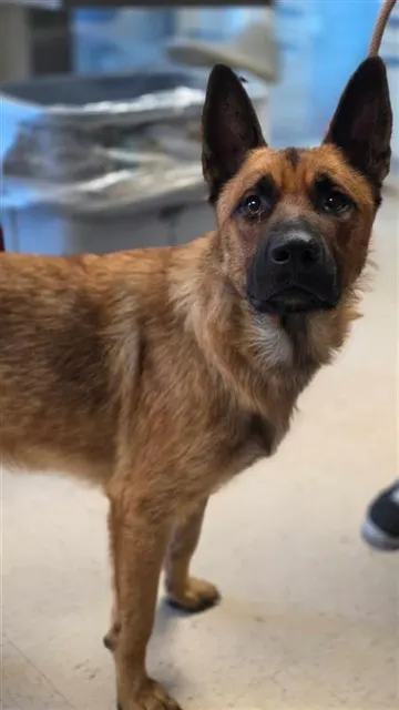 Adoptable Dog