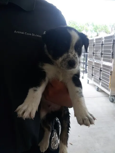 Patch