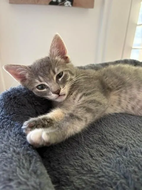 Purfect