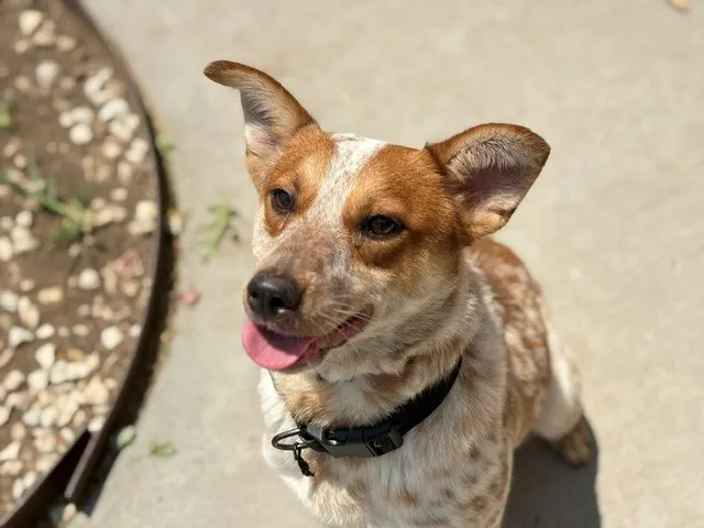 Bambie