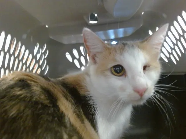 Adoptable Cat