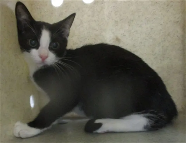 Adoptable Cat