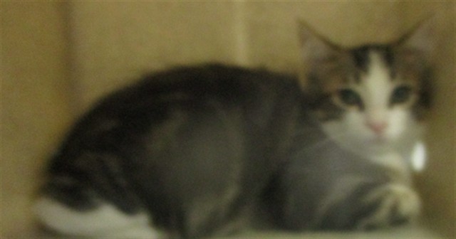 Adoptable Cat