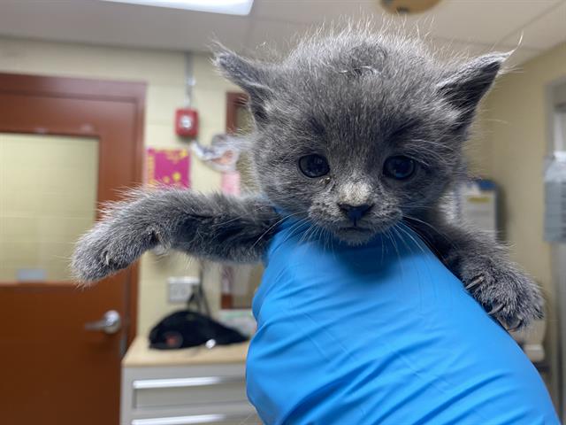 Clara