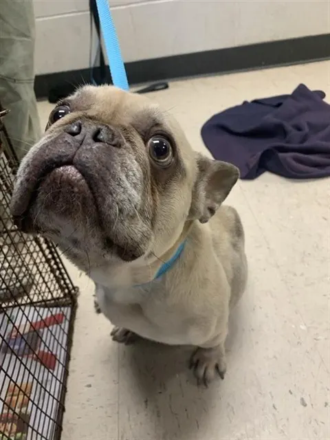 Adoptable Dog