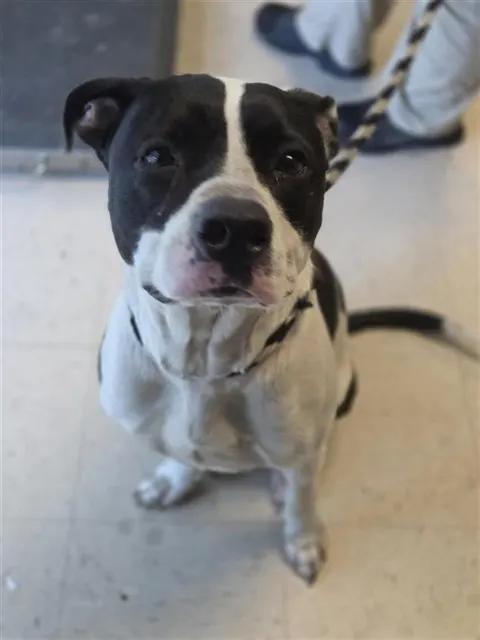 Adoptable Dog