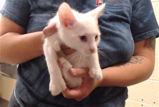 Mittens