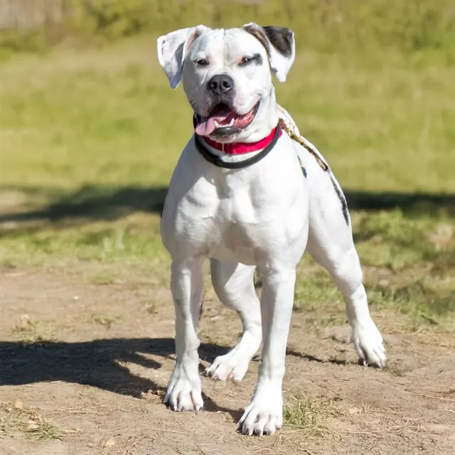 Biscuit