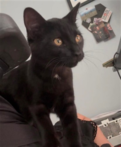 Adoptable Cat