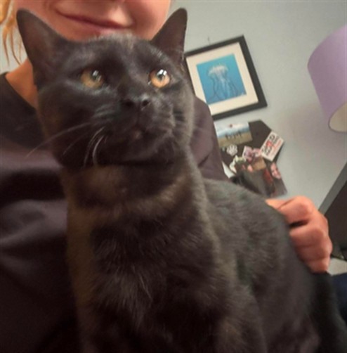 Adoptable Cat