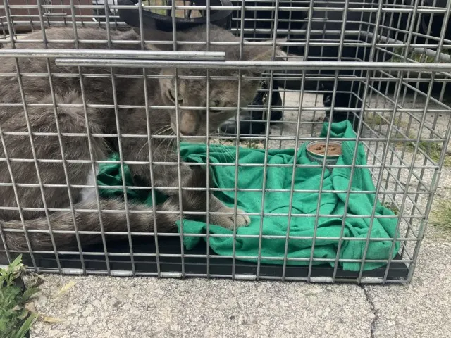 Adoptable Cat