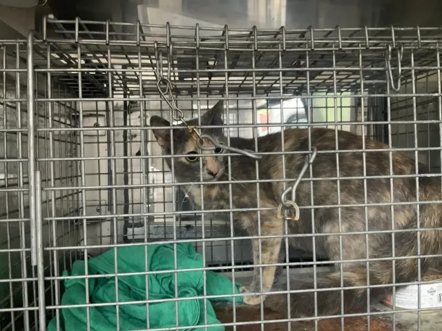 Adoptable Cat