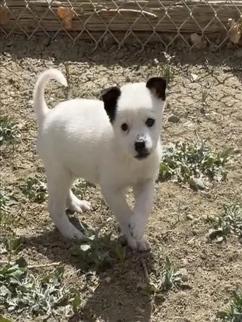 Pip