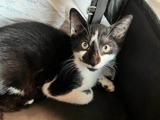 Darwin