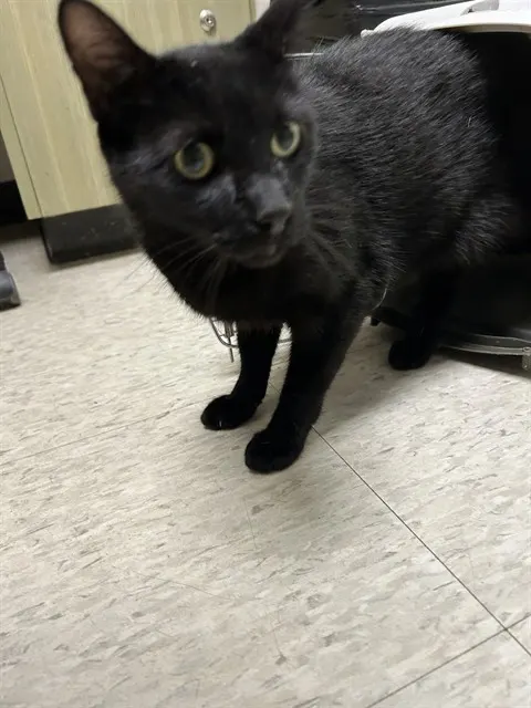 Achilles