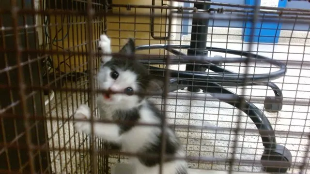 Kitty