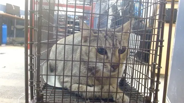 Adoptable Cat