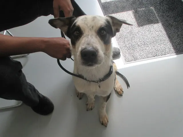 Adoptable Dog