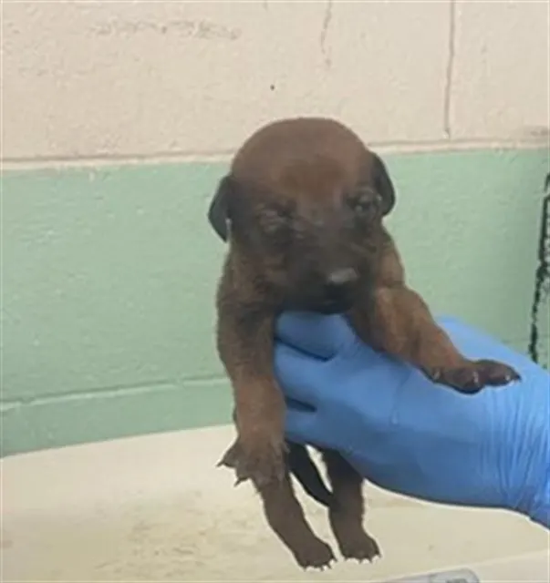 Adoptable Dog