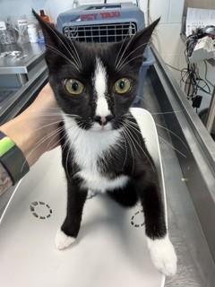 Adoptable Cat