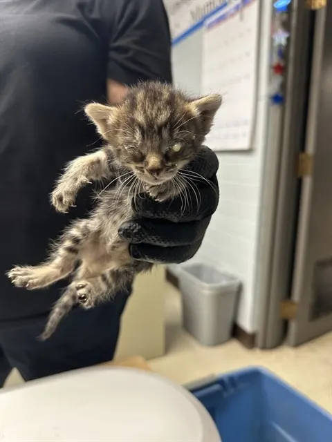 Adoptable Cat