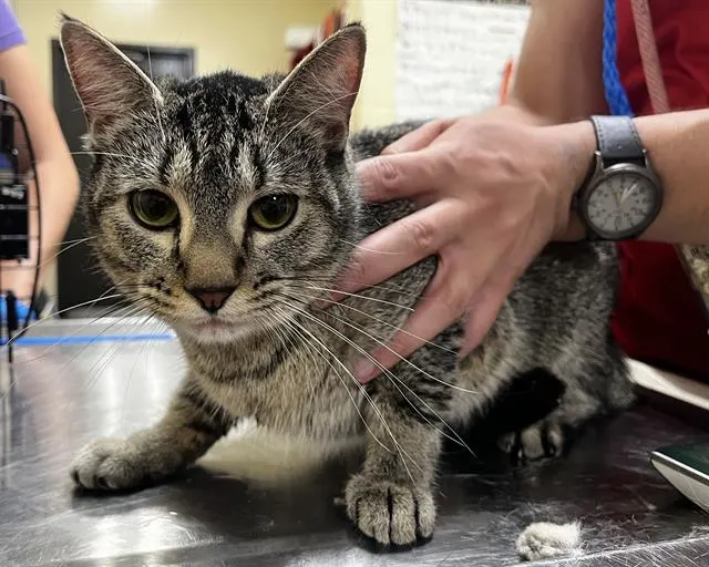 Kitty