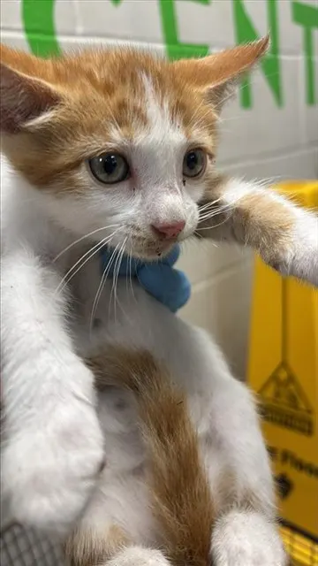 Adoptable Cat