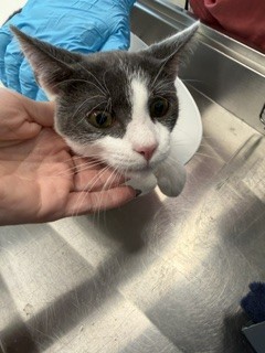 Adoptable Cat