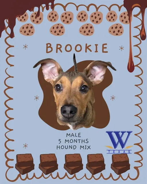 Brookie