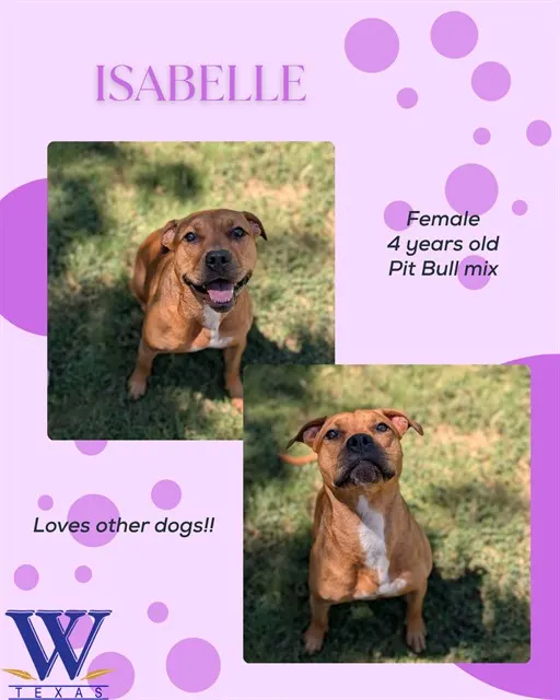 Isabelle