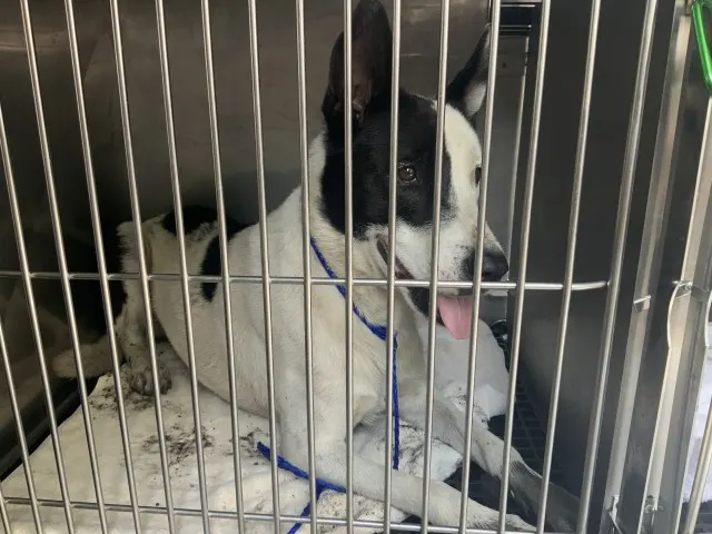 Adoptable Dog