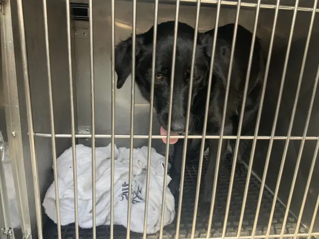 Adoptable Dog