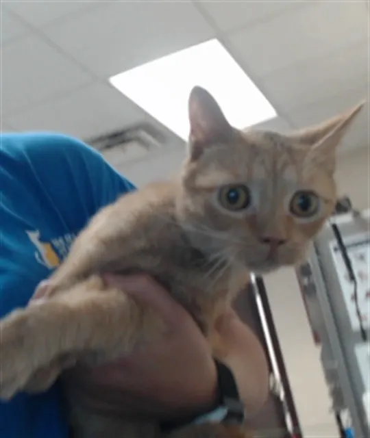 Adoptable Cat